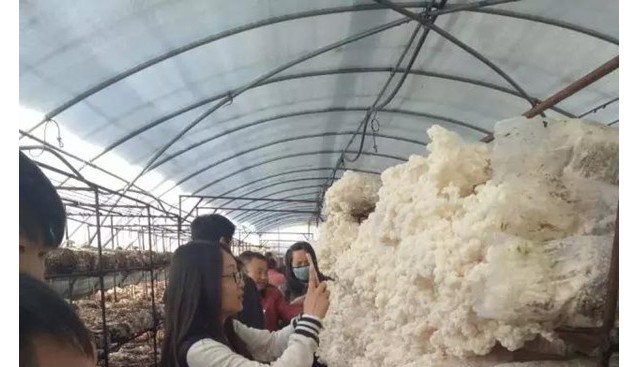 河北：承德平泉縣羊肚菌、雪玉松茸采摘活動上線