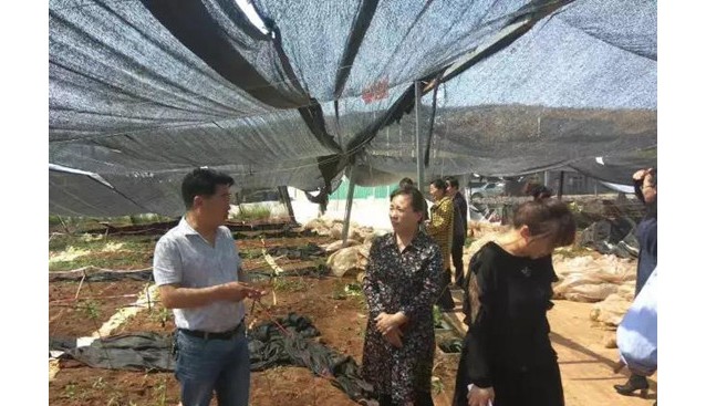 河南省相關(guān)部門驗收九龍公司羊肚菌示范基地