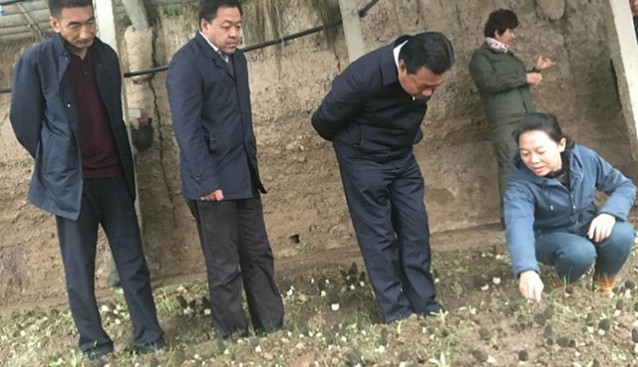 甘肅：推廣羊肚菌種植技術(shù) 打造精準扶貧新路子