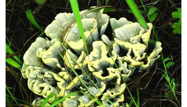 云南十大知名野生菌！你吃過幾種？