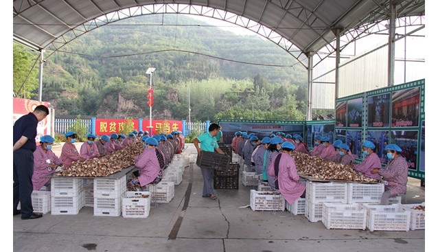 河南省長陳潤兒一行赴靈寶市調研昌盛食用菌有限公司