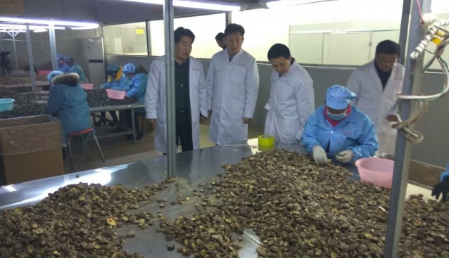 河南：省科技廳農(nóng)村處李錦輝處長、黃永峰副處長到九龍公司羊肚菌星創(chuàng)天地檢查指導(dǎo)工作