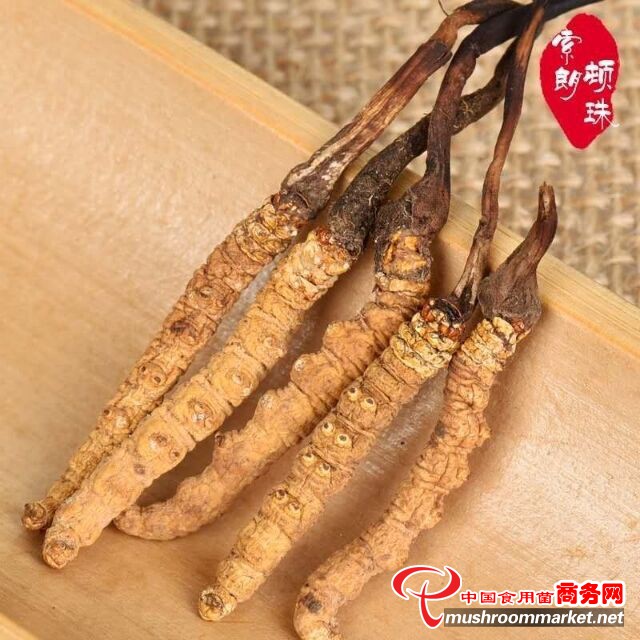 冬蟲(chóng)夏草的功效與價(jià)格