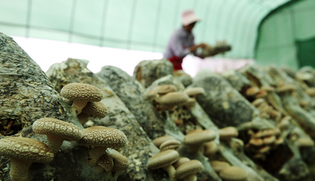 重慶：食用菌產(chǎn)業(yè)園助易遷戶(hù)穩(wěn)固增收