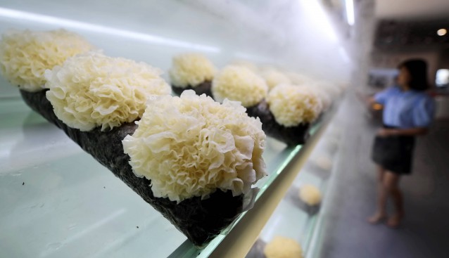 福建古田：食用菌產(chǎn)業(yè)鏈總產(chǎn)值超百億元