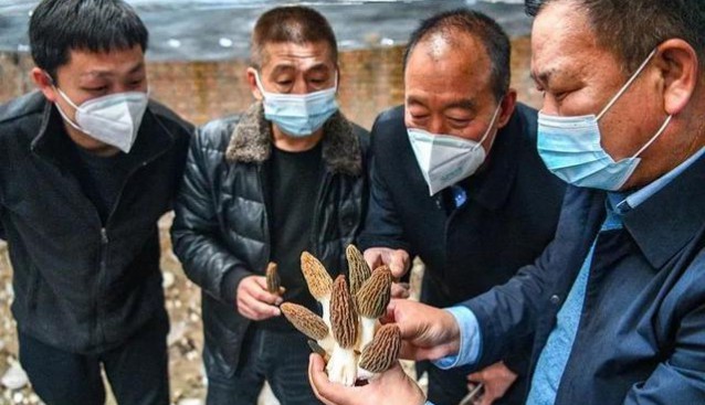 河北省石家莊市欒城區(qū)溫家莊村金憶田莊園羊肚菌喜獲豐收