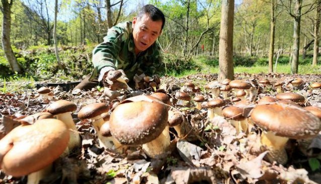 江西省金溪縣：食用菌產(chǎn)業(yè)富山民 實(shí)現(xiàn)生態(tài)與經(jīng)濟(jì)效益雙贏