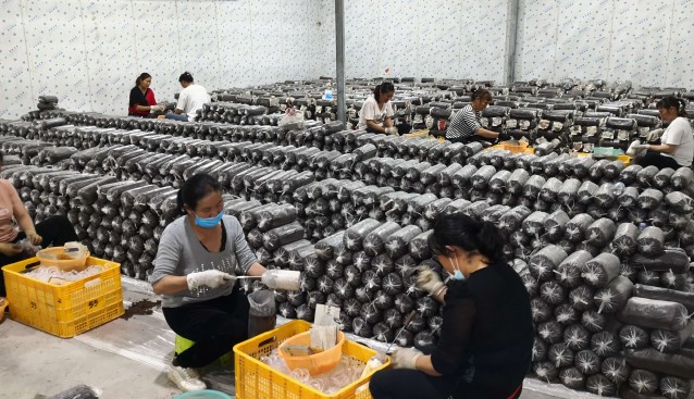 廣西食用菌產(chǎn)業(yè)科技先鋒隊(duì)副隊(duì)長王健在靈川縣桂泰食用菌該心示范區(qū)開展調(diào)研工作