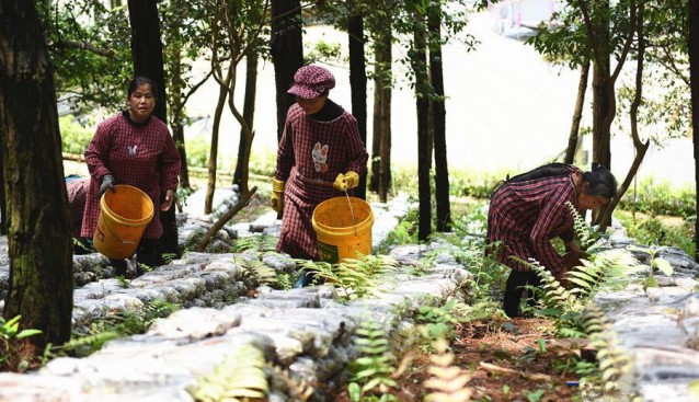 貴州省岑鞏縣：林下茶樹菇喜獲豐收