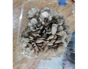 灰樹(shù)花鮮菇