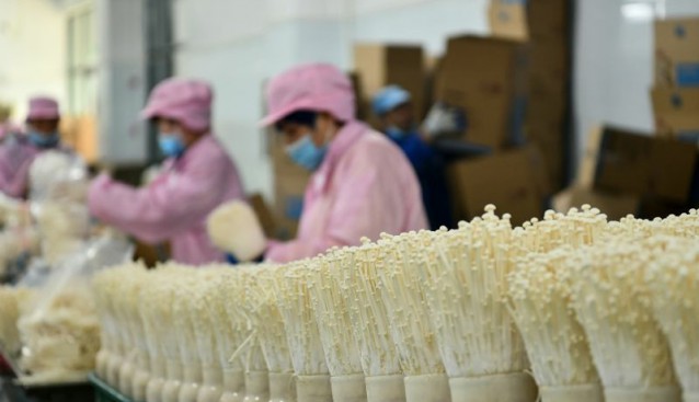 貴州省遵義市匯川區(qū)：科技助力食用菌產(chǎn)業(yè)提質(zhì)增效