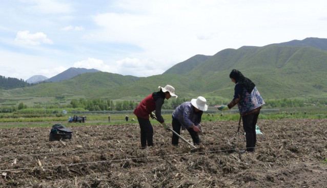 甘肅省和政縣：推進赤松茸種植規(guī)?；l(fā)展 促進農(nóng)民增產(chǎn)增收
