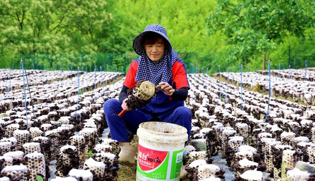 甘肅省康縣：木耳喜獲豐收 一派豐收的喜悅場景