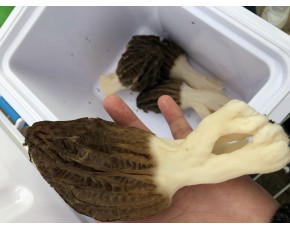 長(zhǎng)期供應(yīng)羊肚菌鮮品與干品