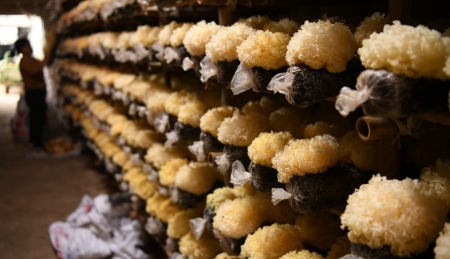 河北省廣平縣：食用菌產(chǎn)業(yè)助增收 帶動(dòng)農(nóng)戶致富