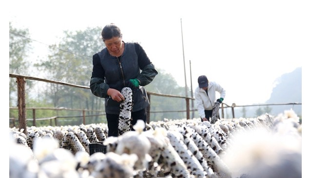 安徽省銅陵市義安區(qū)：小小食用菌 鋪就致富路