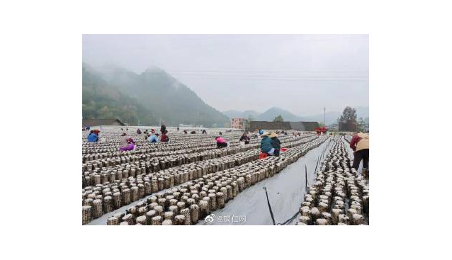 貴州省沿河縣甘溪鎮(zhèn)：130萬(wàn)棒黑木耳進(jìn)入秋季采摘期
