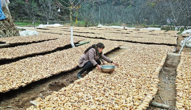 陜西省丹鳳縣：村民晾曬天麻 收購價有所降低