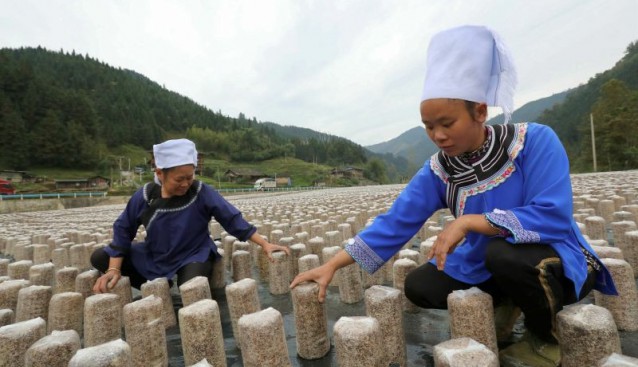 貴州省榕江縣：發(fā)展食用菌產(chǎn)業(yè) 助農(nóng)增收