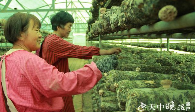 河南省遂平縣花莊鎮(zhèn)：“小香菇”托舉鄉(xiāng)村振興夢