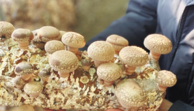 陜西省洛南縣：香菇出國 助力經濟騰飛