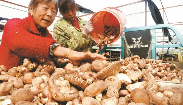 湖北省襄陽(yáng)市老河口：香菇種植產(chǎn)業(yè)促增收 實(shí)現(xiàn)集體經(jīng)濟(jì)增收