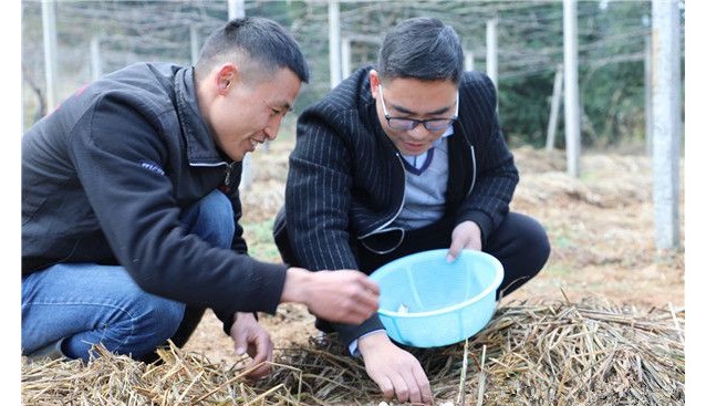 湖南省溆浦縣：采摘赤松茸 助脫貧戶實現(xiàn)持續(xù)穩(wěn)定增收