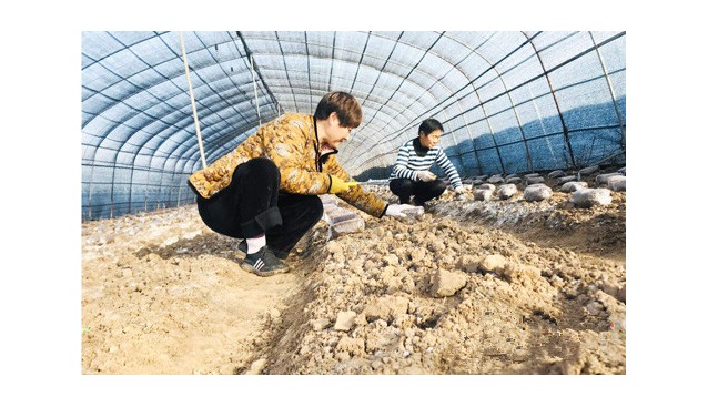 河南省民權(quán)縣：種植羊肚菌 帶動村民穩(wěn)定脫貧攻堅成果