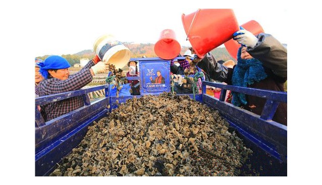 安徽省懷寧縣：立足生態(tài)優(yōu)勢 發(fā)展食用菌產(chǎn)業(yè)