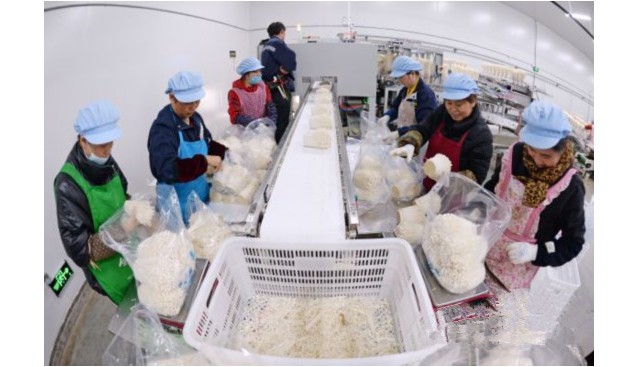 江蘇省泗陽縣：小小食用菌鋪就富民路