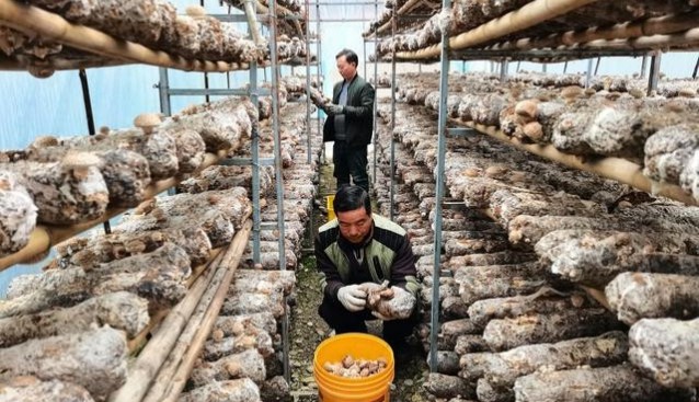甘肅省康縣竹園村香菇喜獲豐收 帶動農(nóng)民增收致富