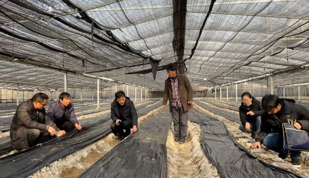 湖北省十堰市鄖陽區(qū)羊肚菌菌絲和營養(yǎng)包長勢(shì)喜人 專家?guī)ш?duì)考察