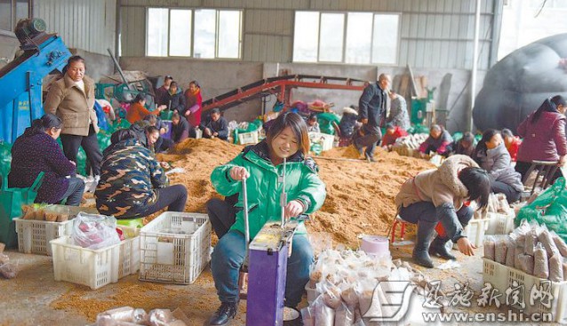 湖北省來鳳縣大河鎮(zhèn)：加緊生產(chǎn)羊肚菌棒 助力鄉(xiāng)村振興