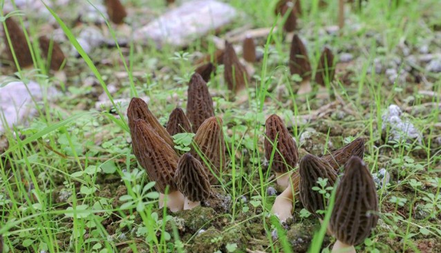 貴州省惠水縣麥旁村：20畝羊肚菌喜獲豐收