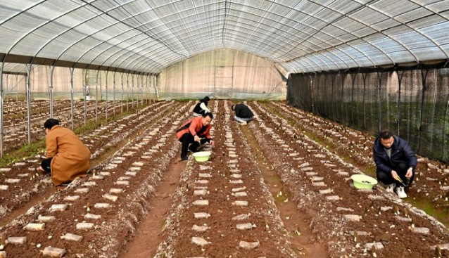 湖北省宣恩縣：種植羊肚菌 激活村集體經(jīng)濟(jì)