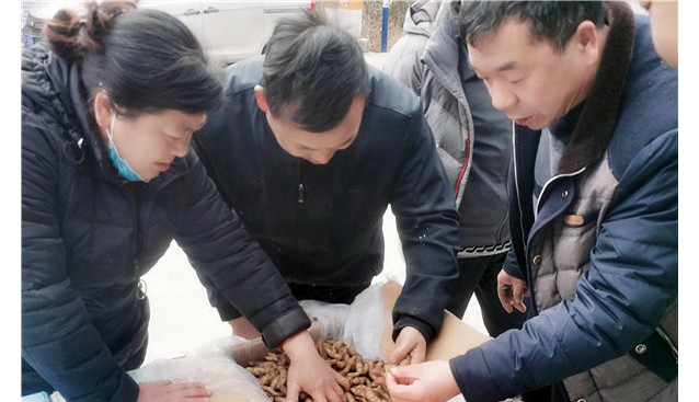 陜西省勉縣長溝河鎮(zhèn)：林下天麻種植撐起產(chǎn)業(yè)“一片天”