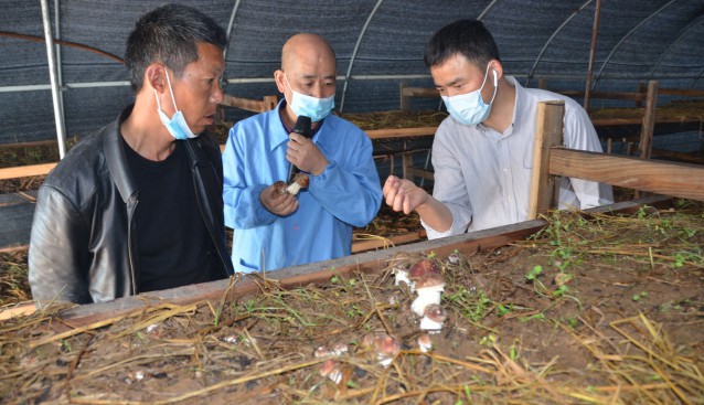 湖北隨州：珍稀菇俏銷省內(nèi)外 百多名學(xué)員慕名來