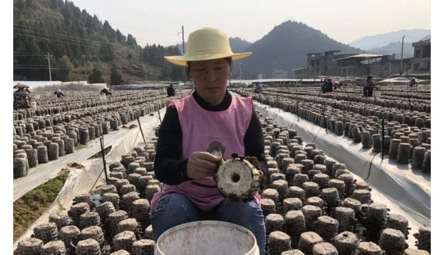 貴州省沿河縣甘溪鎮(zhèn)：頭茬黑木耳迎來采摘季 新鮮上市