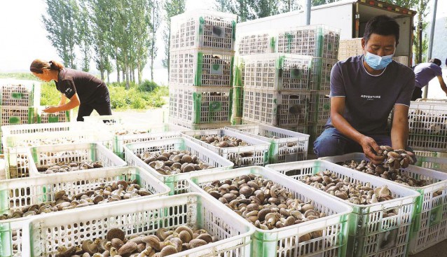 河北省平泉市：大力發(fā)展食用菌特色產(chǎn)業(yè) 促進(jìn)菌業(yè)發(fā)展和鄉(xiāng)村振興