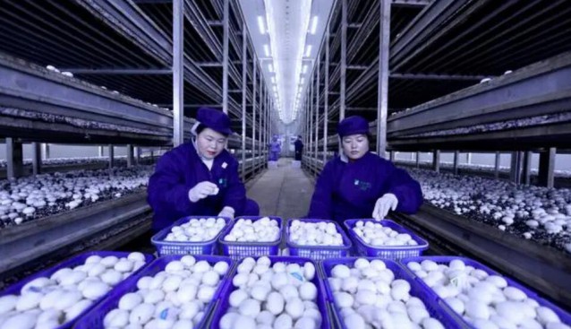 貴州：岑鞏縣首家數(shù)字化智能化食用菌工廠雙孢菇喜獲豐收