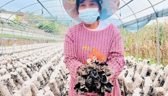 云南普洱市：威遠鎮(zhèn)黑木耳迎來采收季