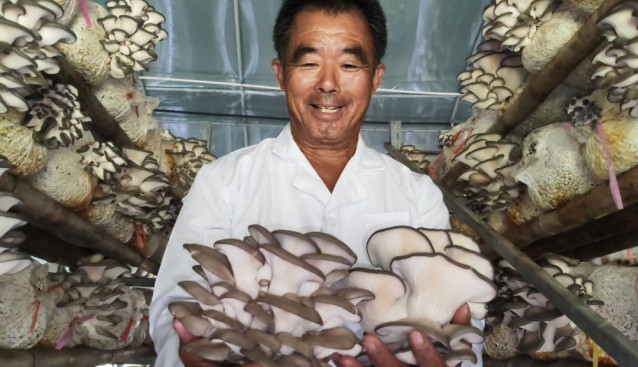 山東：濰坊市濰城區(qū)南倫村平菇喜獲豐收