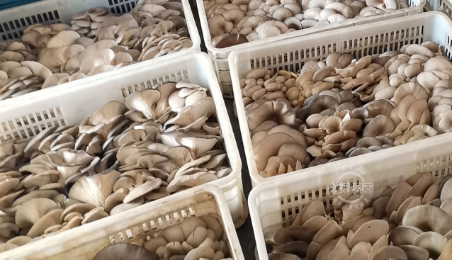 山西陽城：秸稈栽培食用菌促增收
