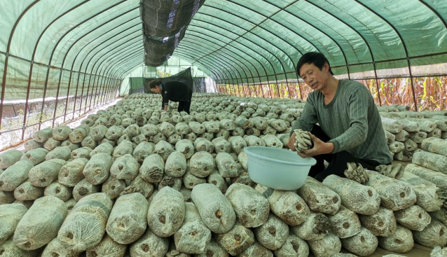 山西陽城：秸稈栽培食用菌，變廢為寶促增收