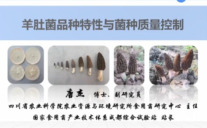 羊肚菌品種特性及品質(zhì)控制，羊肚菌高效栽培技術(shù)-唐杰老師