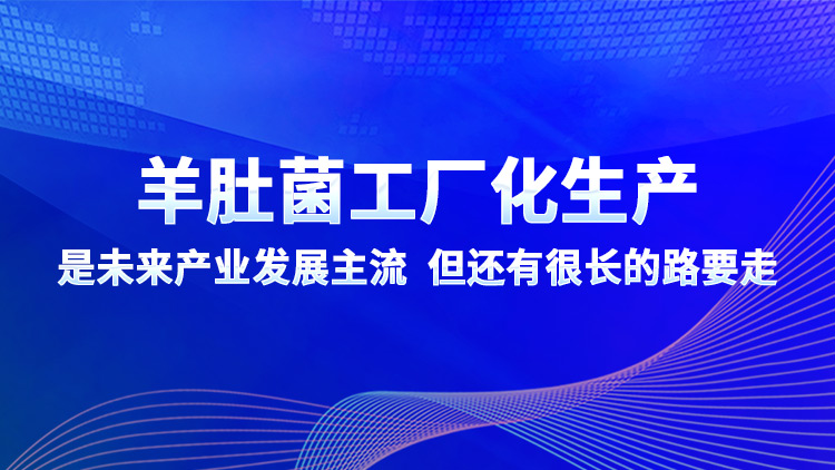 羊肚菌工廠(chǎng)化生產(chǎn)是未來(lái)產(chǎn)業(yè)發(fā)展主流 但還有很長(zhǎng)的路要走