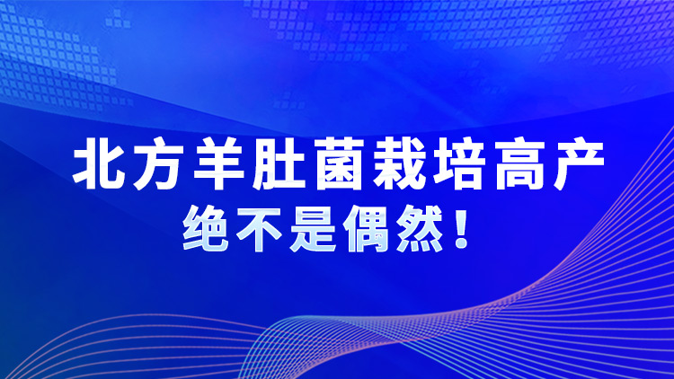 北方羊肚菌栽培高產(chǎn)絕不是偶然！