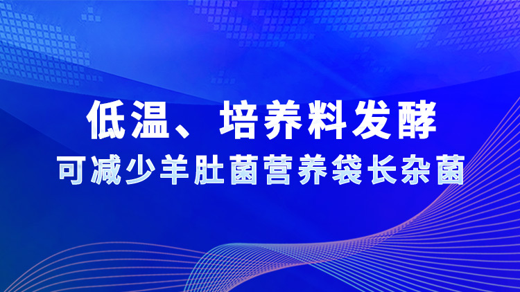 低溫、培養(yǎng)料發(fā)酵可減少羊肚菌營(yíng)養(yǎng)袋長(zhǎng)雜菌