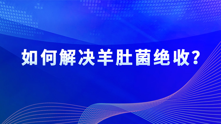 如何解決羊肚菌絕收？