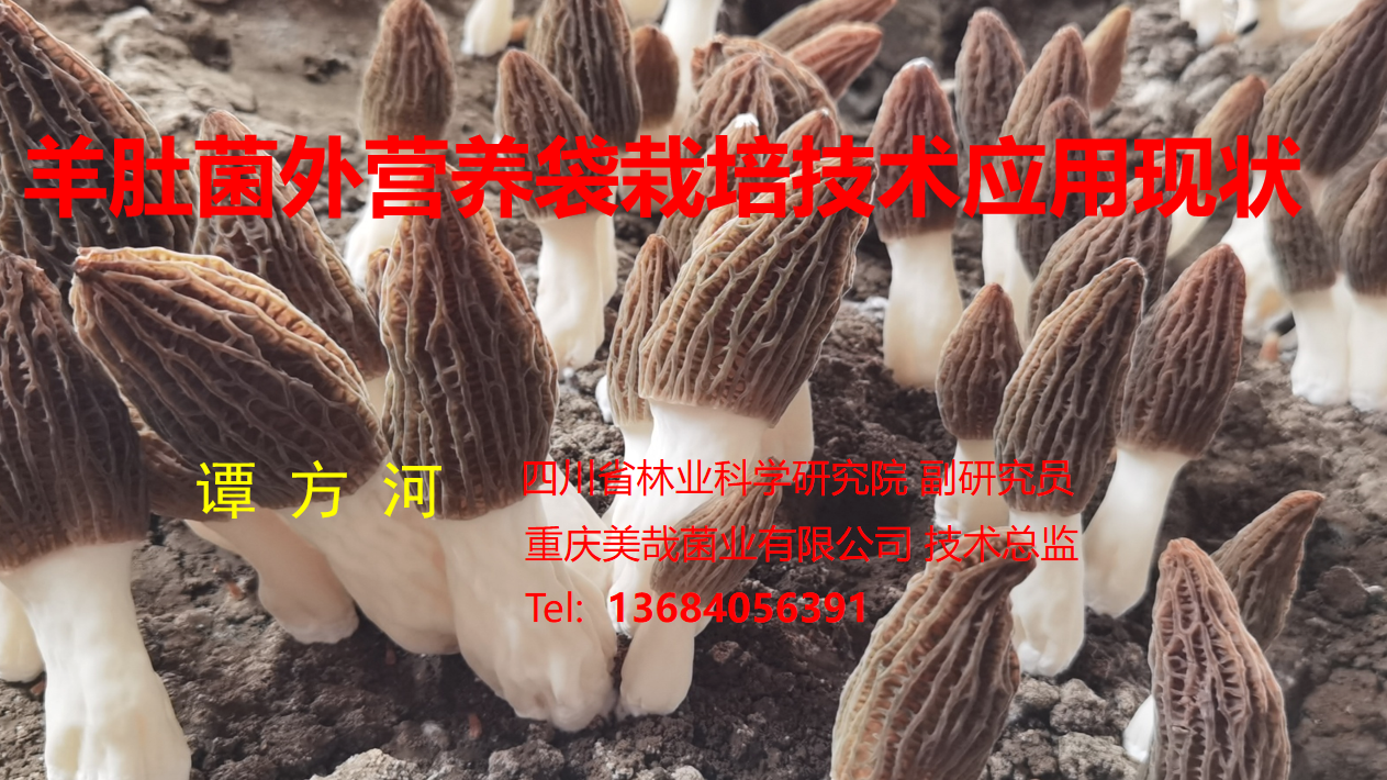 羊肚菌外營(yíng)養(yǎng)袋栽培技術(shù)應(yīng)用現(xiàn)狀